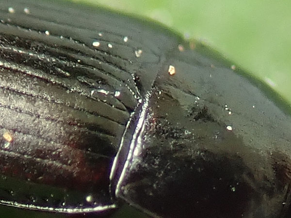 Carabidae: Harpalus? No, Amara lucida